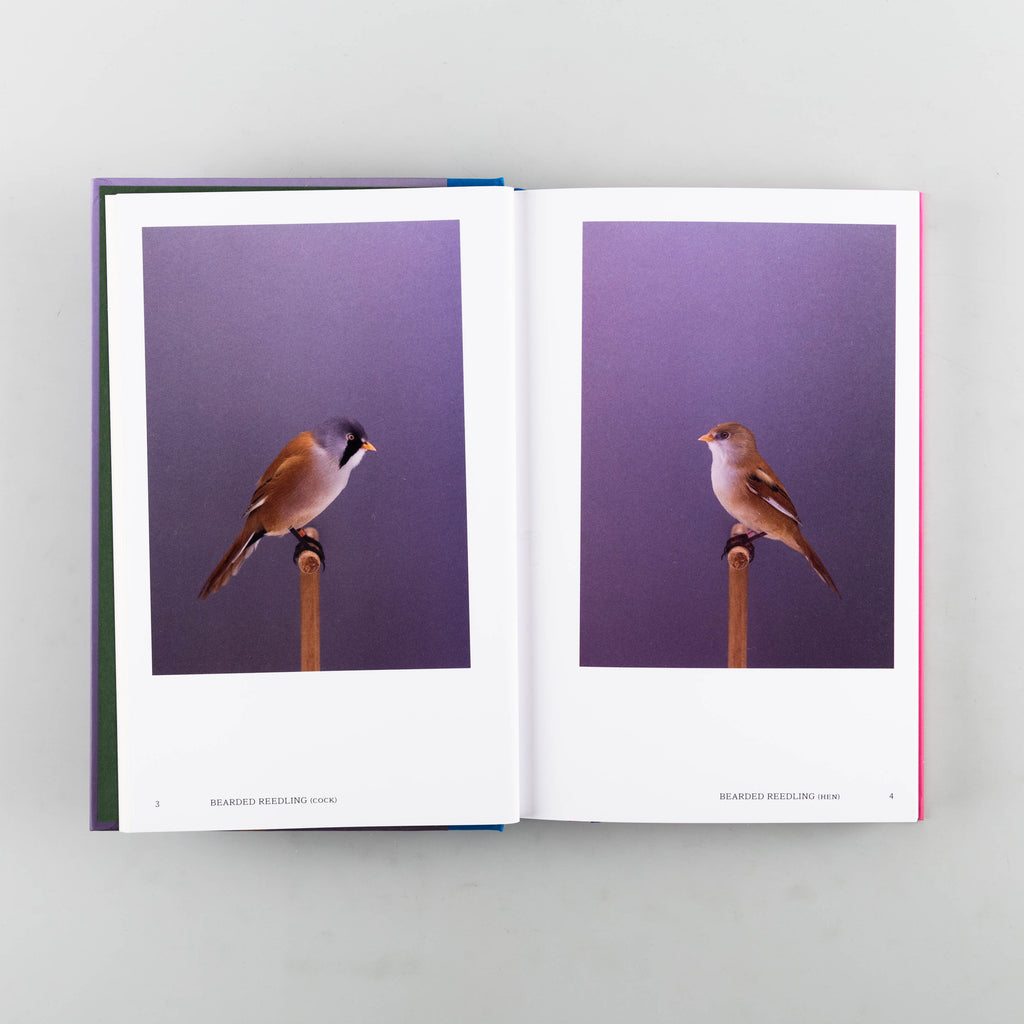 An Incomplete Dictionary of Show Birds Vol. 2 by Luke Stephenson - 9