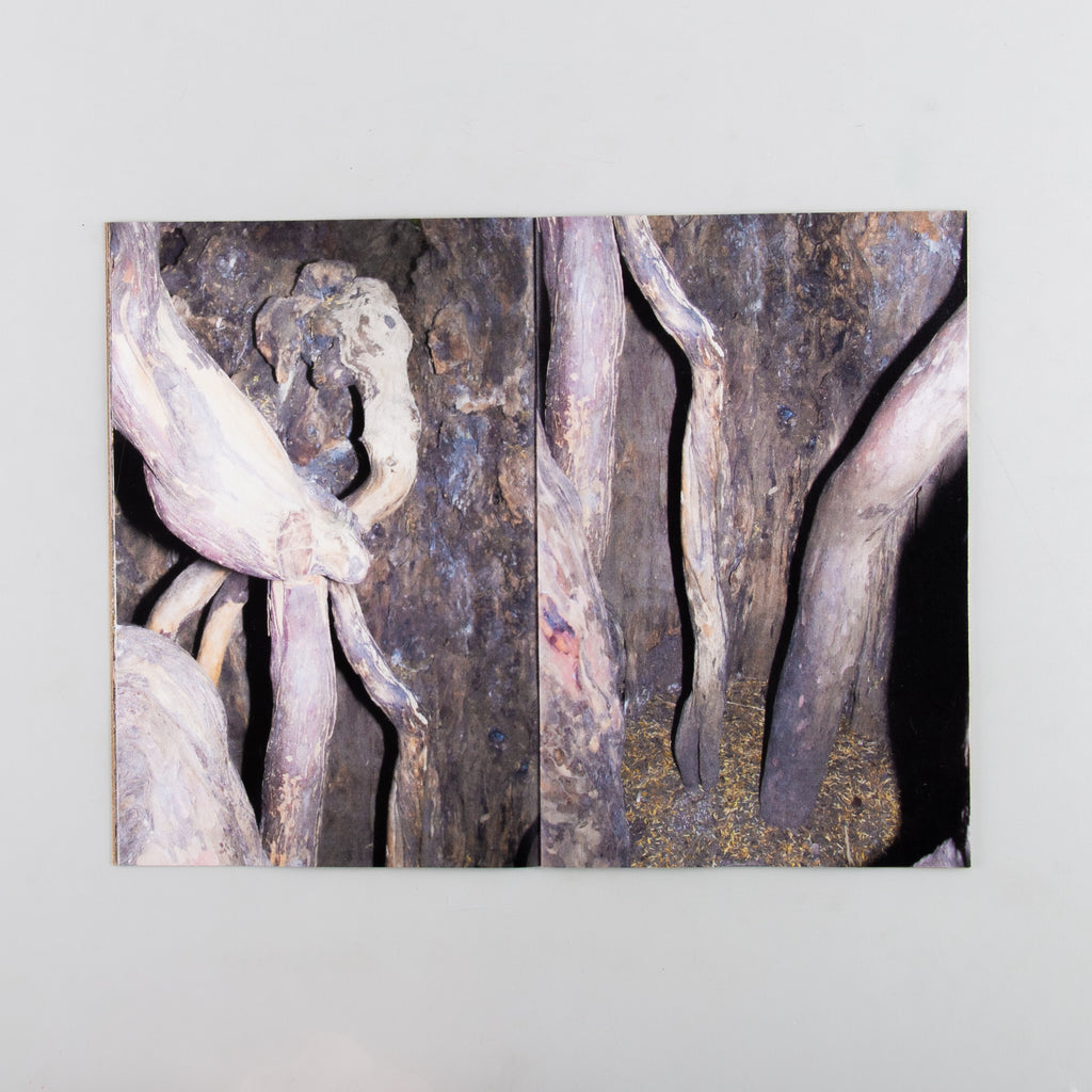 Yew by Harry Gammer-Flitcroft - 5