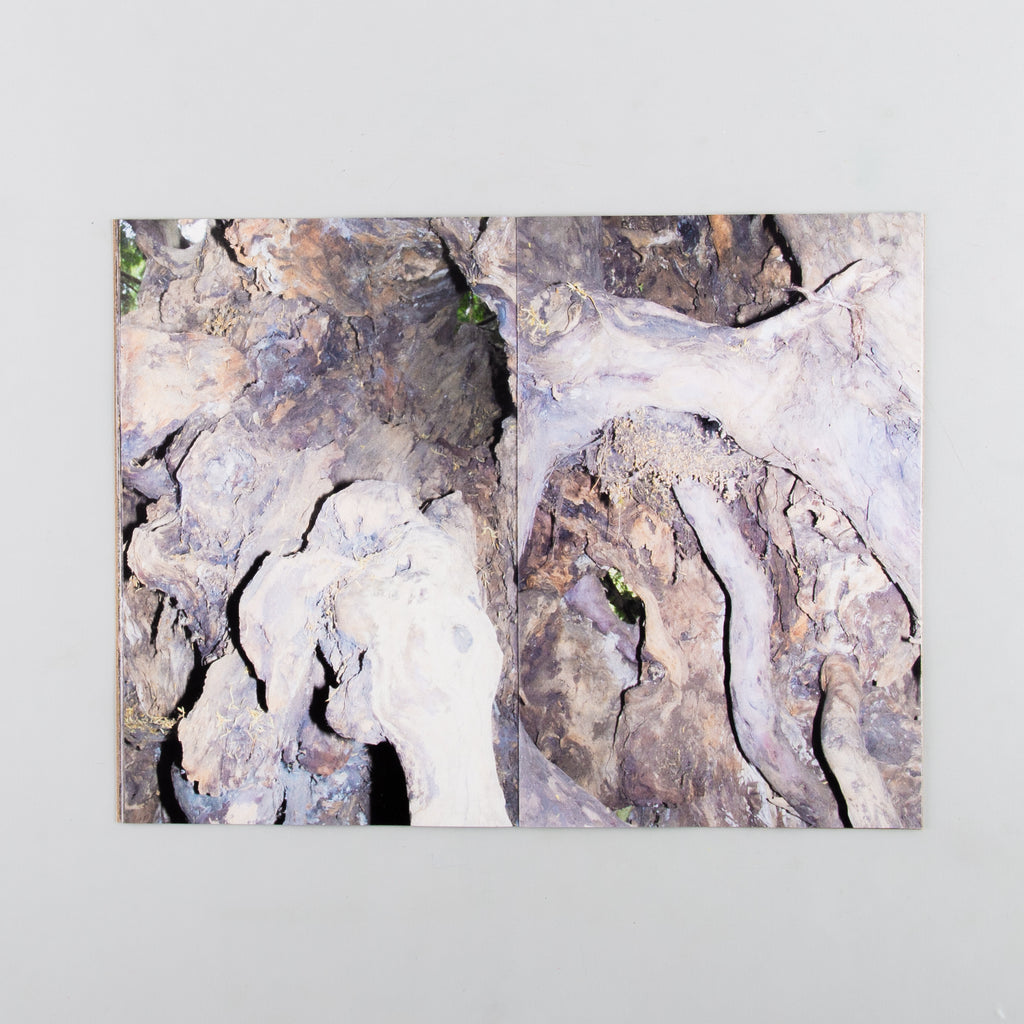 Yew by Harry Gammer-Flitcroft - 4