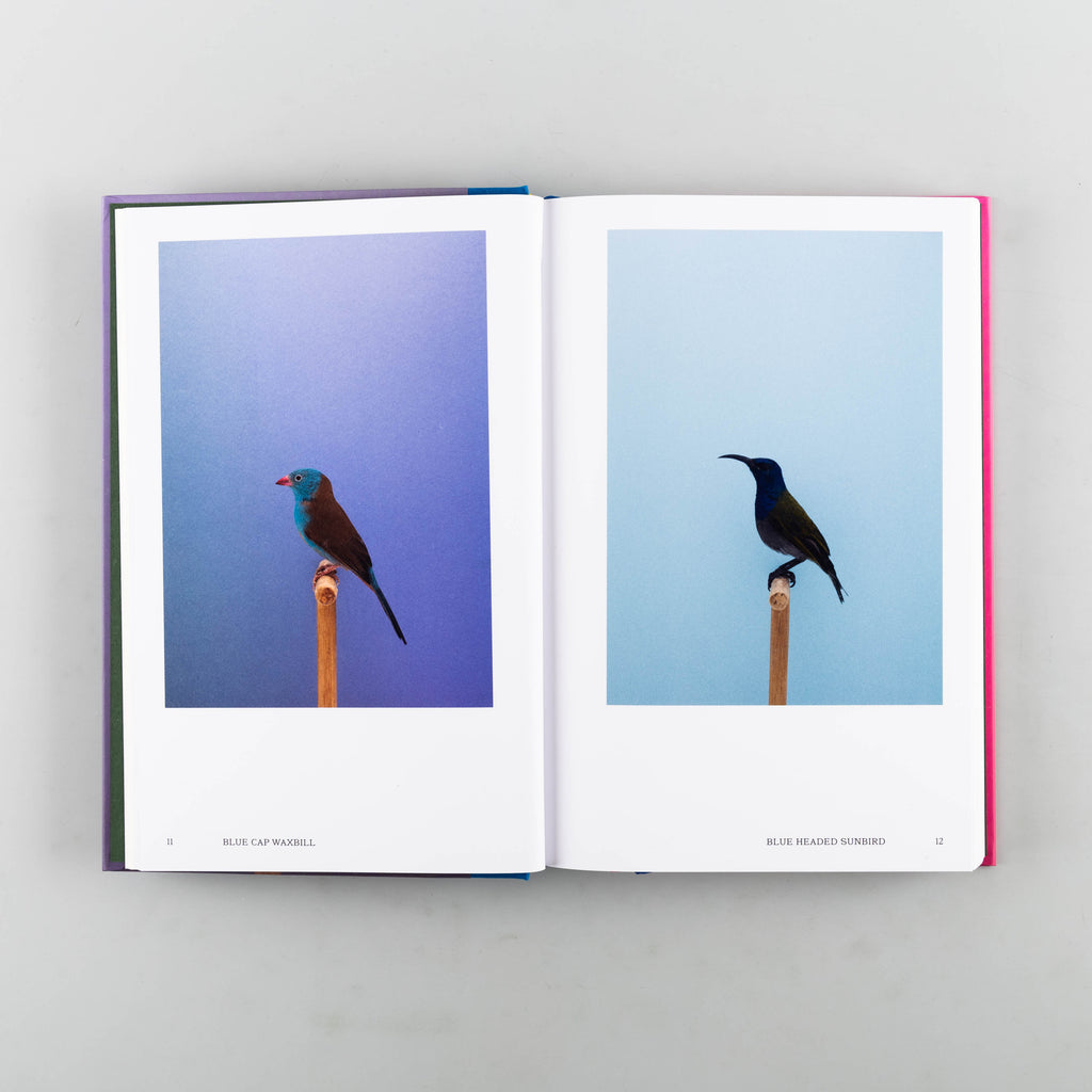An Incomplete Dictionary of Show Birds Vol. 2 by Luke Stephenson - 8