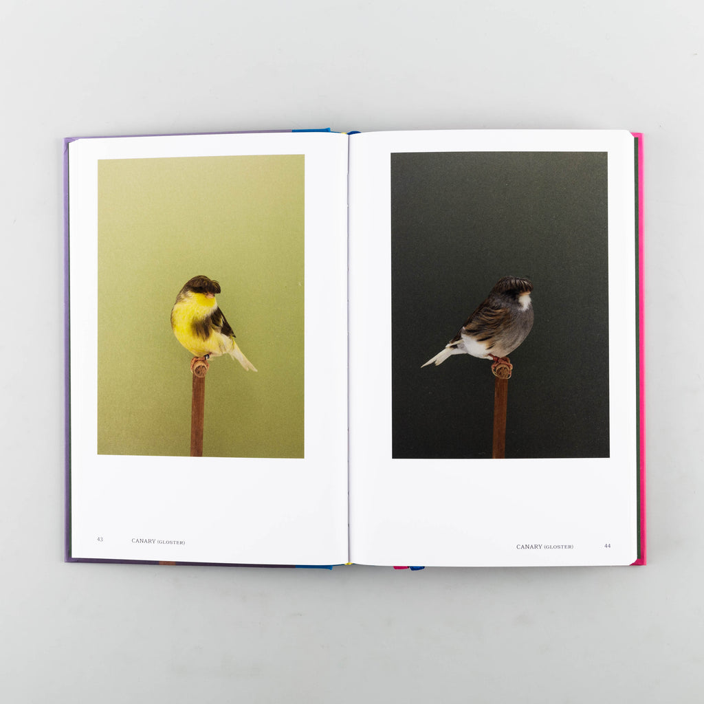 An Incomplete Dictionary of Show Birds Vol. 2 by Luke Stephenson - 7