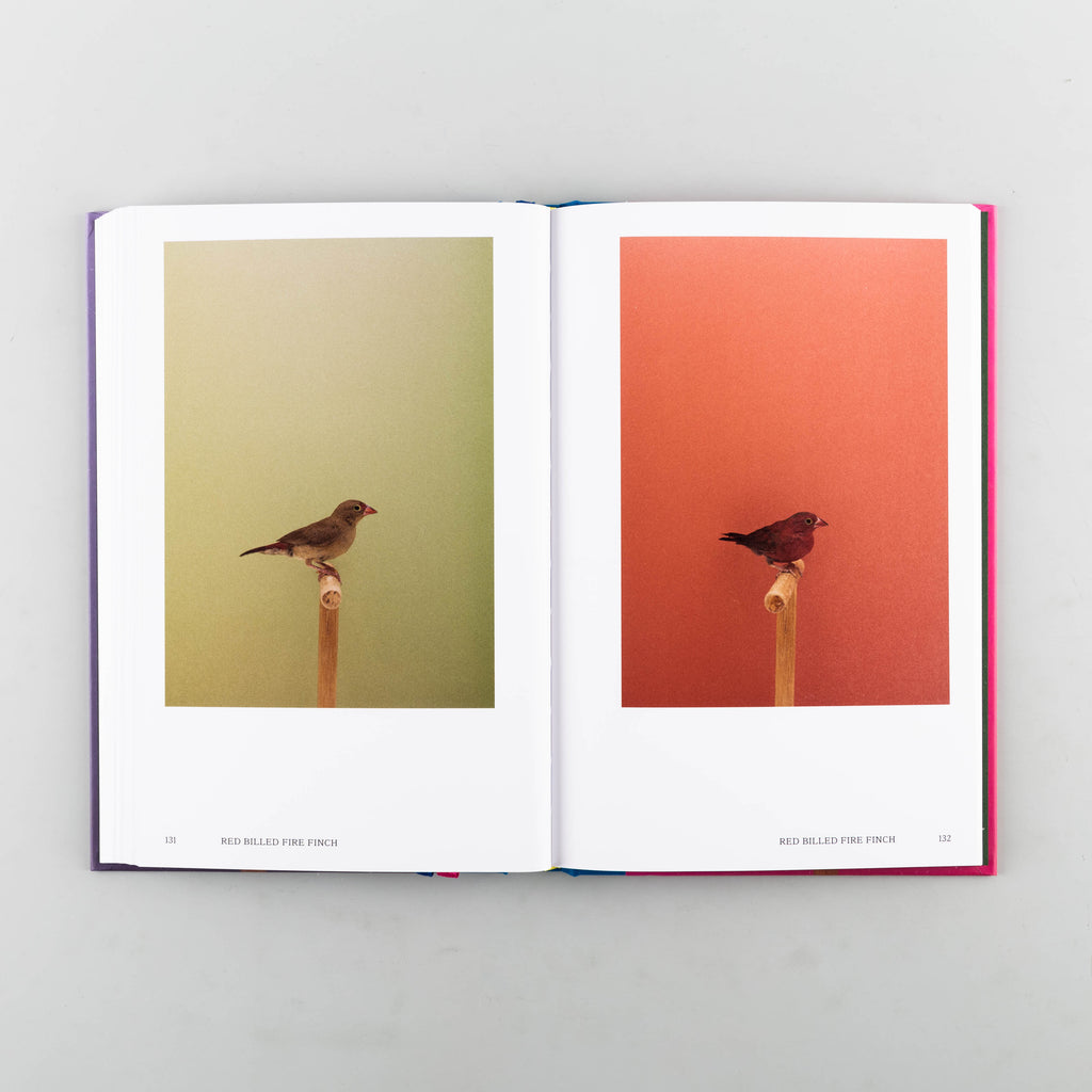 An Incomplete Dictionary of Show Birds Vol. 2 by Luke Stephenson - 4
