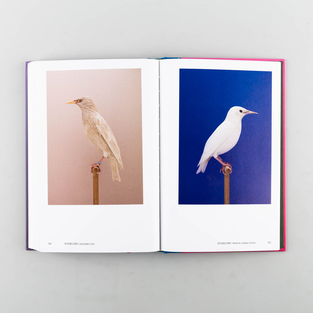 An Incomplete Dictionary of Show Birds Vol. 2 by Luke Stephenson - Cover