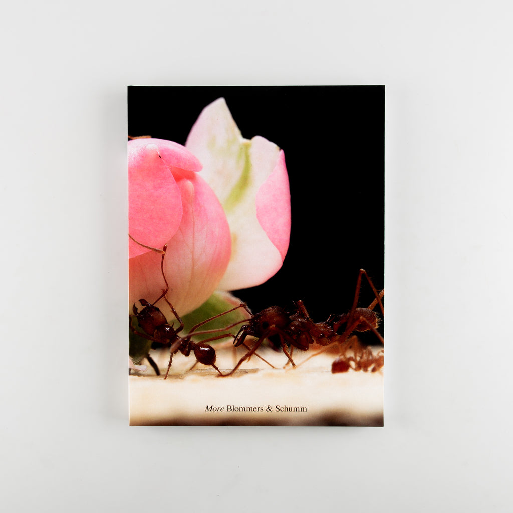 More by Blommers and Schumm - Cover