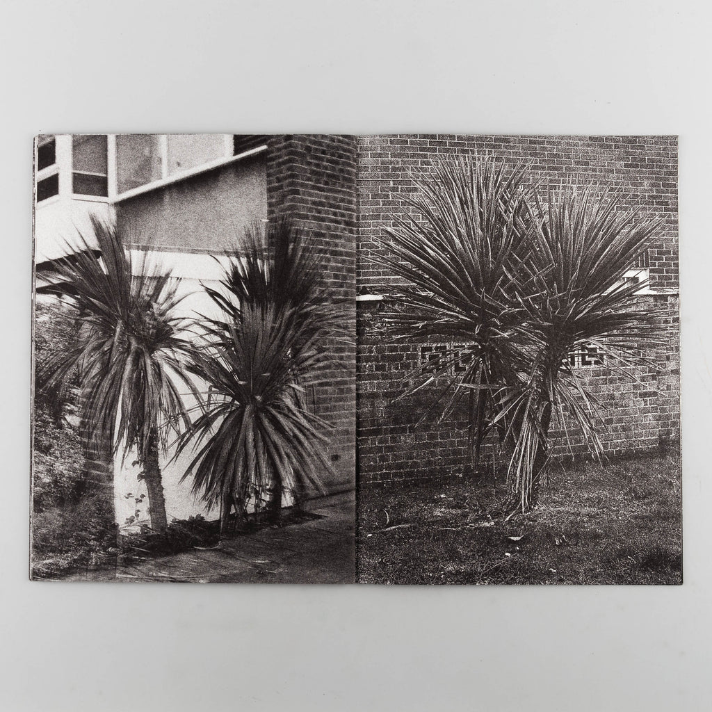 English Palms by Michael Walsh - 3