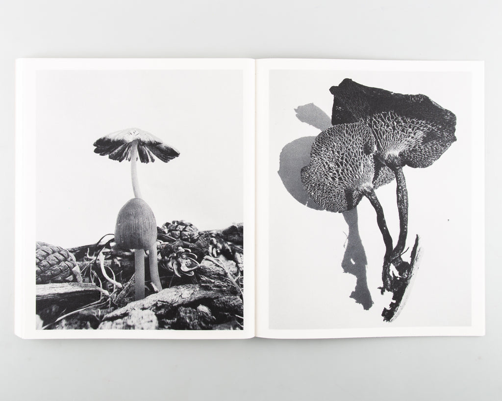 Fruiting Bodies by Ying Ang - 13