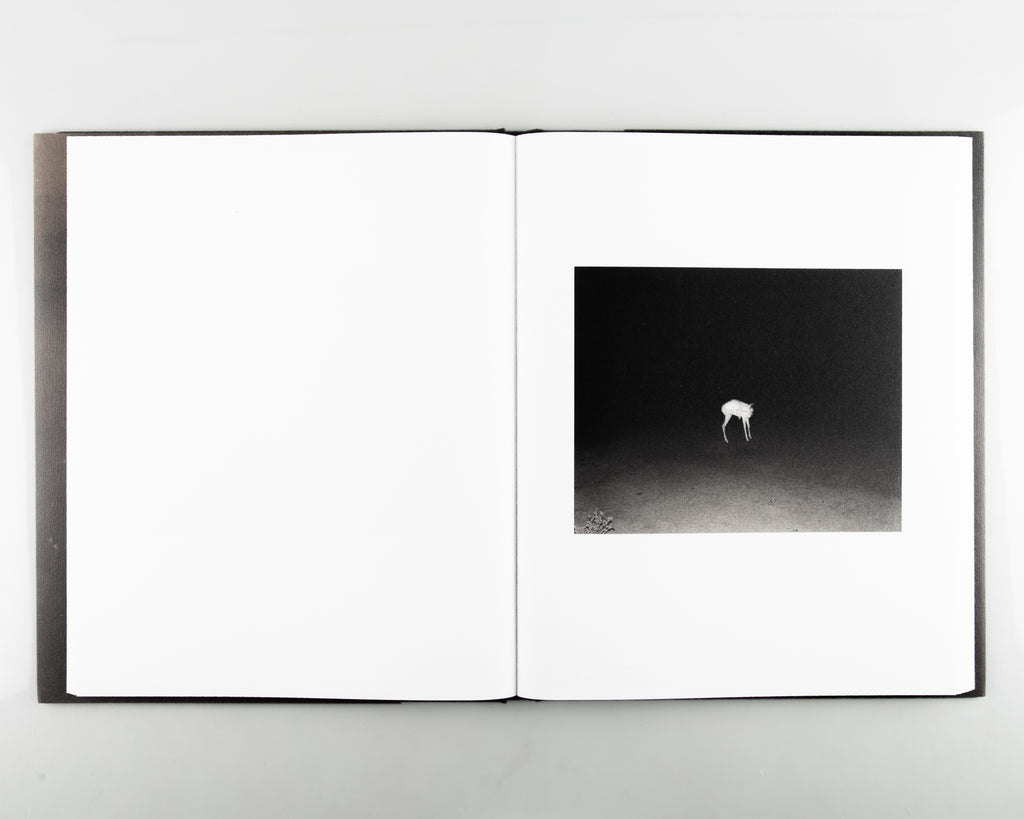 Jasper by Matthew Genitempo - 3