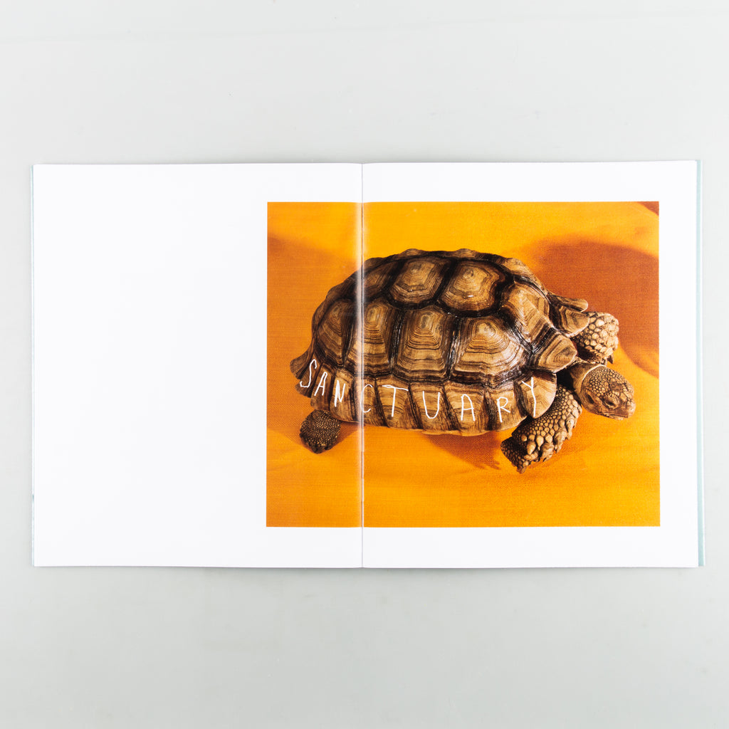 SHELLS by Roe Ethridge - 6
